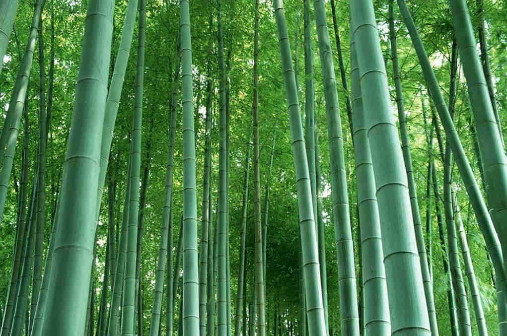百竹園