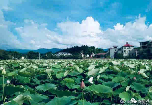 井岡山荷花鄉(xiāng)旅游攻略